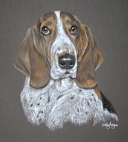 portrait of clarence - basset hound