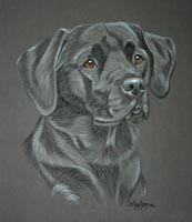 Ben - Black labrador portrait