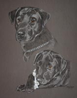 portrait of black lab Max as a dog and a pupp