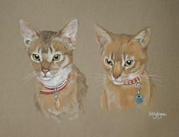  Abyssinians cats - Phoenix and Dawn