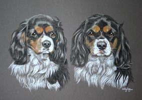 cavalier king charles spaniels - portrait of Buster and Mrs
