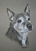 crossbreed portrait - Rosie