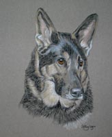 german shepherd dog portrait Paddy