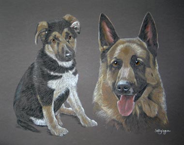 german shepherd dog Sam as a pup and an adult dog