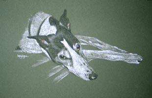 greyhoung portrait - Crunchie