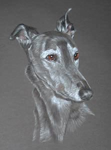 greyhound - Pax