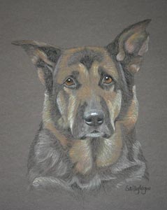 borris - german shepherd dog