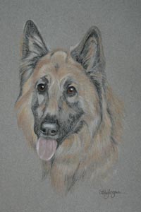german shepherd dog - Kayless