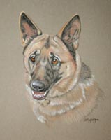 german shepherd dog - Sasha