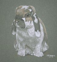 lop eared rabbit - portrait of Ben