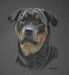 Amber - Rottweiler