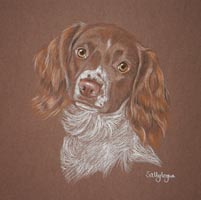 springer spaniel - Bracken