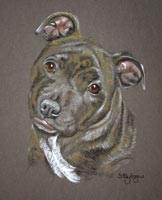 staffordshire bull terrier - Jack