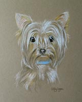 yorkshire terrier - Max