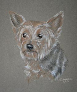 yorkshire terrier - yorkie- Sophie
