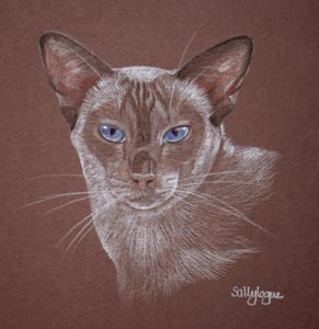 cat portrait Saphire