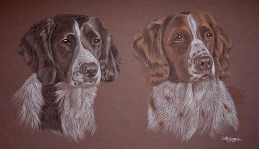 portraits of a black and white and liver and white springer spaniel - Gus and Tig