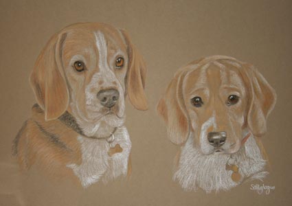 beagle and beagle pup portrait - Wellingotn and Boots