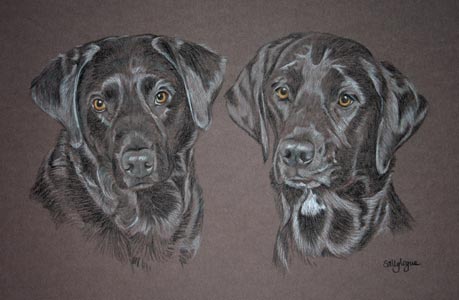 double portrait of 2 labs Mouse and Millie