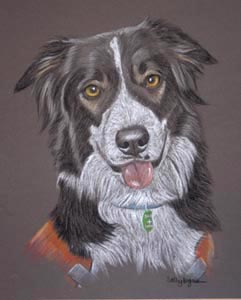 search and rescue dog for SARDA Lakes  - portrait of Dottie