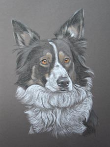 border_collie_lucy