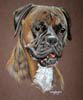 boxer dog portrait Bella