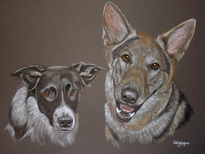 collie and german shepherd dog -  bud and murphy