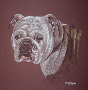 bulldog portrait - Bella