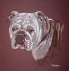 english bulldog portrait of Belle