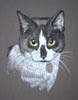black and white cat portrait - Bella