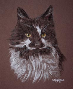 black and white cat portrait - Compaq