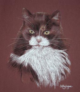 cat portrait - Elly