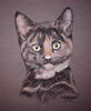tortoise shell cat drawing in pastel - Hayley/ Hannah