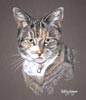 grey tabby cat - Mitzi