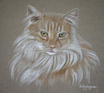maine coon cat portrait Raffles