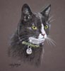 black and white cat - portrait of spike
