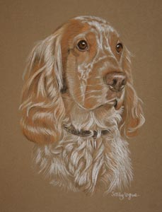 cocker spaniel - portrait of dylan