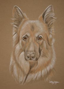 german shepherd dog portrait of Lucy