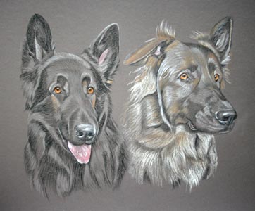german shepherd dogs portrait of Blade and Kaiser