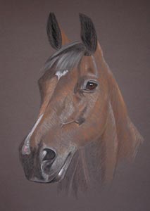 horse portrait - shamrock