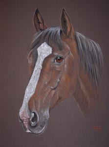 horse portrait - bobby
