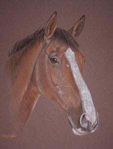 horse portrait - Melissa