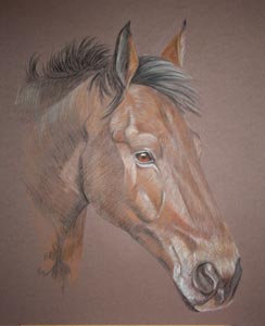horse portrait - Tallion