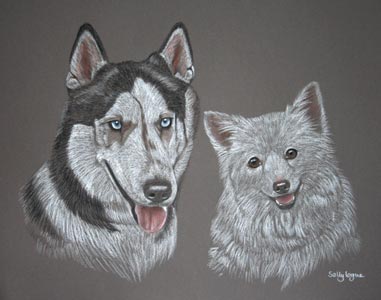 husky and pomeranian x spitz - Kiev and Foxy
