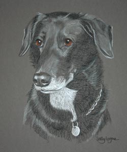 lab collie cross - portrait of Lucky