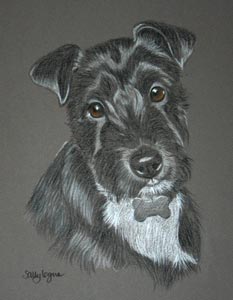 paterdale terrier - molly