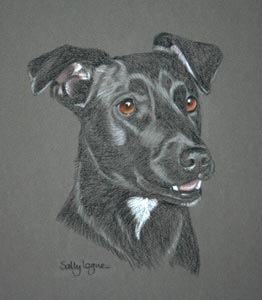 patterdale terrier - portrait of Tammy