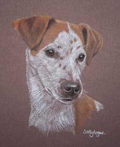 pastel portrait of plumber terrier - Herrne