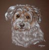 terrier portrait - mutley