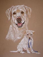 yellow lab - Sam as a dog and a puppy